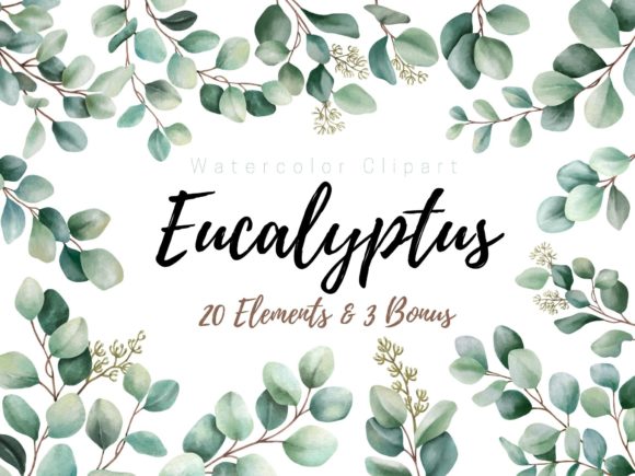 Eucalyptus Elements Watercolor Clipart and Illustrations