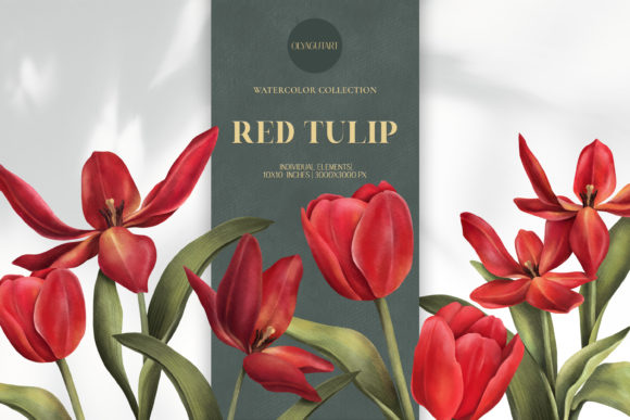 Red Tulip. Watercolor Clipart Set. Illustrations