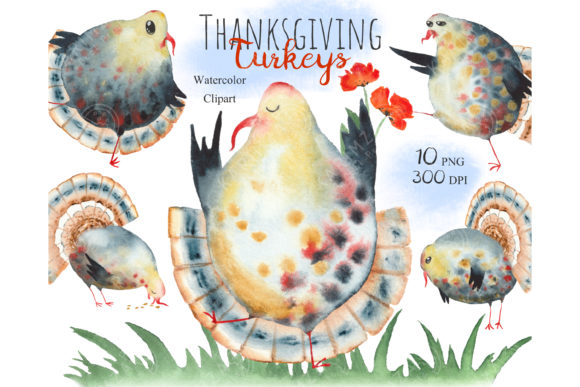 Review: Thanksgiving Clipart, Watercolor Turkey Illustrations