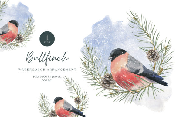 Watercolor Bullfinch Illustrations for Branding
