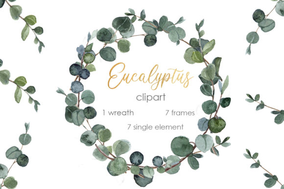 Watercolor Eucalyptus Clipart Boho Png and Illustrations