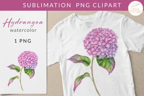Watercolor Hydrangea Flower PNG Clipart and Illustrations