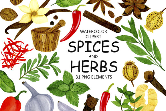 Watercolor Spices and Herbs Clipart Illustrations