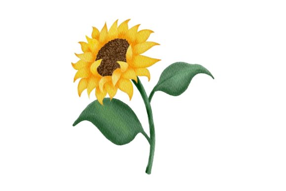 Watercolor Sunflower Clipart 1 Illustrations